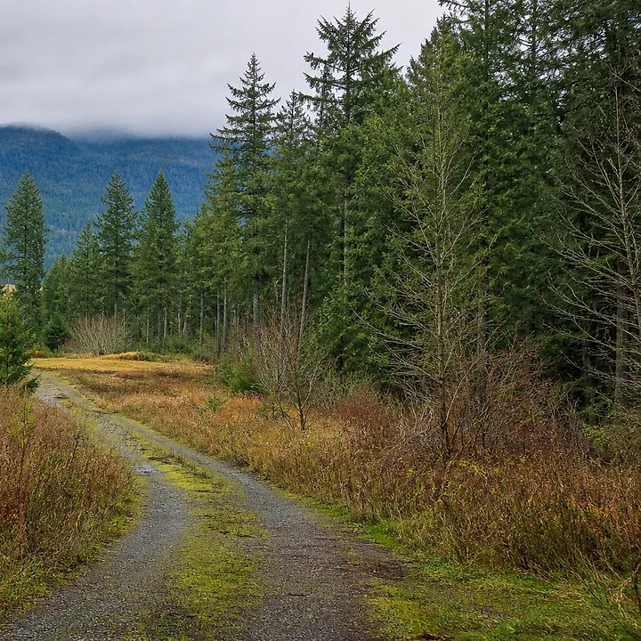 Wooded land in Bellingham
