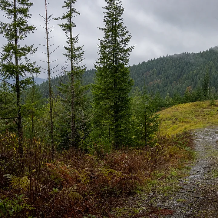 Wooded land in Bremerton