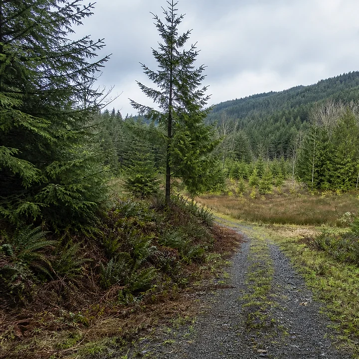 Wooded land in Everett