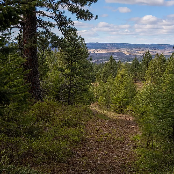 Wooded land in Washington
