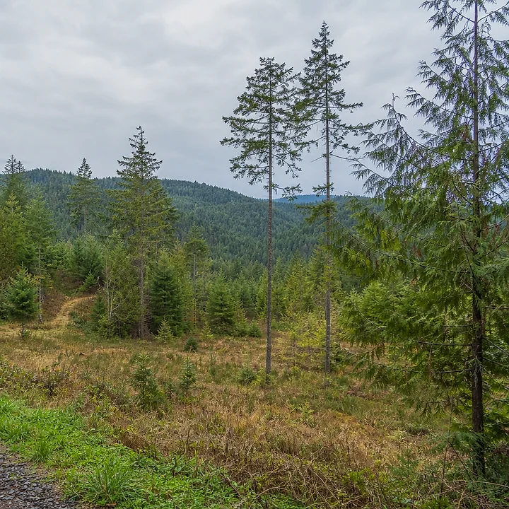 Wooded land in Kitsap County
