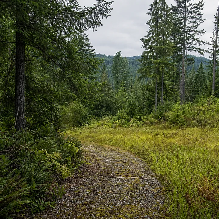 Wooded land in Pierce County