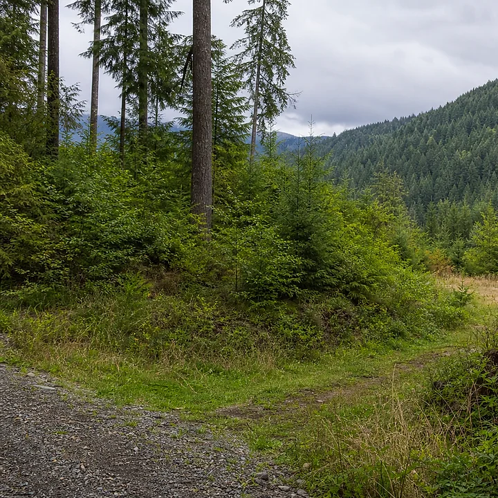 Wooded land in Skagit County