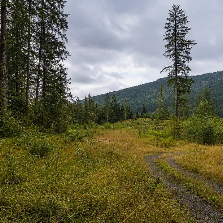 Wooded land in Snohomish County