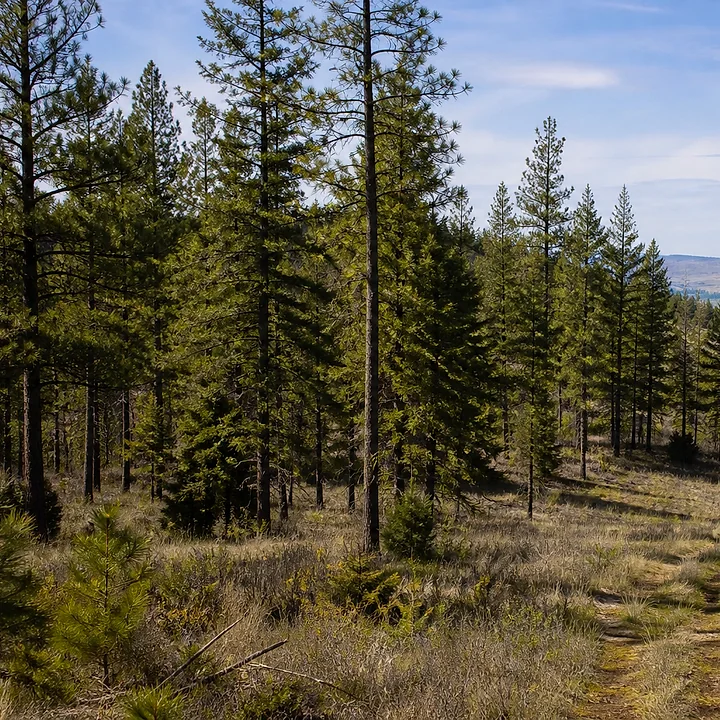Wooded land in Spokane