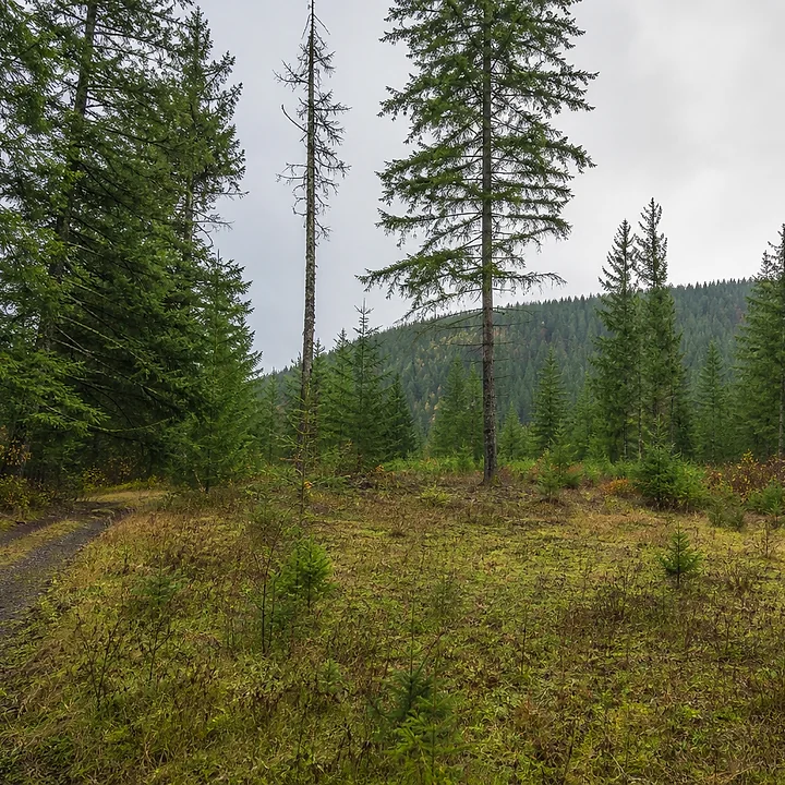 Wooded land in Tacoma