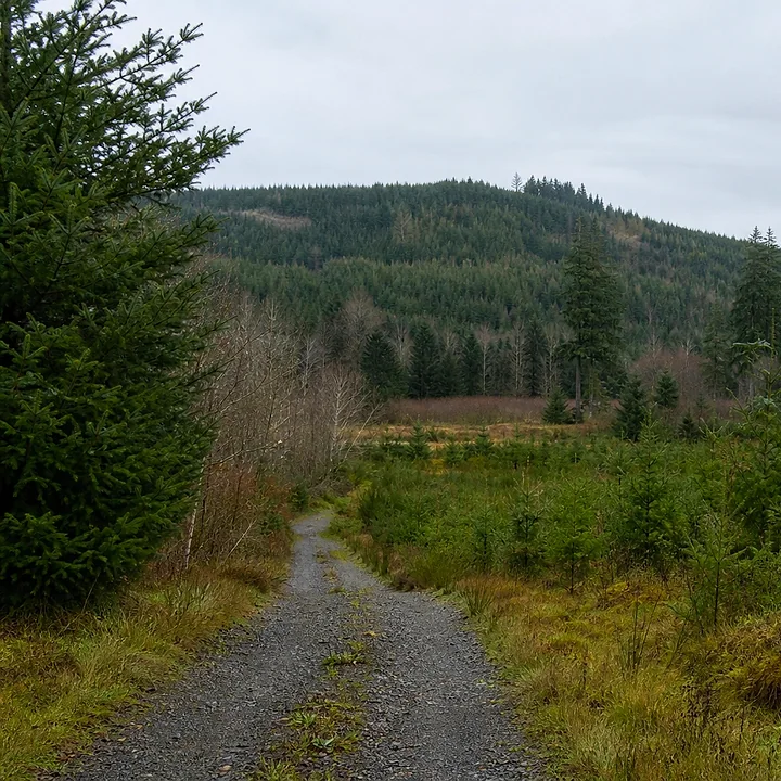 Wooded land in Thurston County