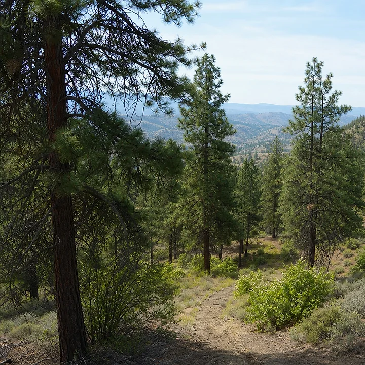 Wooded land in Yakima